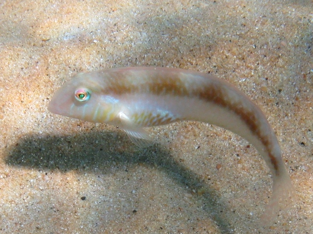 Xyrichtys novacula (Pesce pettine)